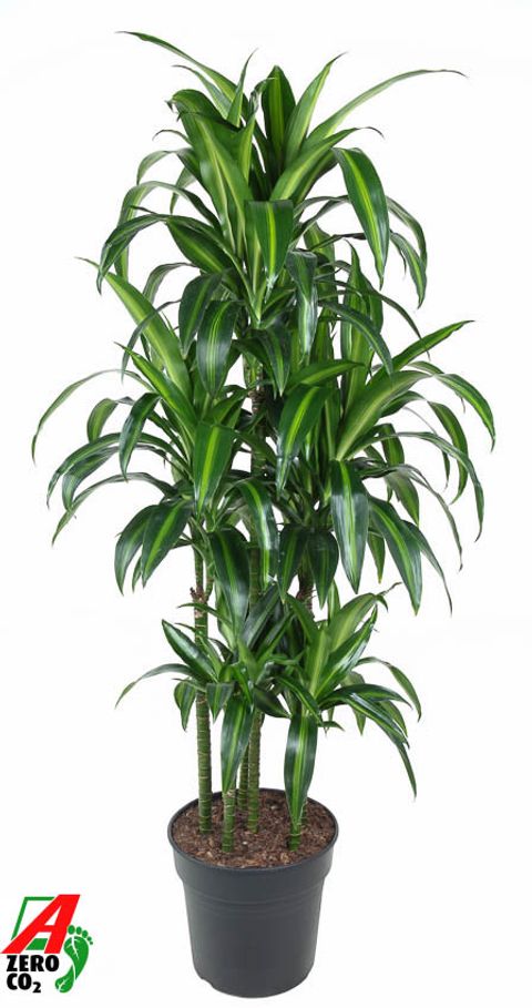 Dracaena fragrans 'Гавайан Саншайн'