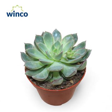 Echeveria 'California Queen'