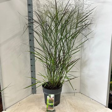 Panicum virgatum 'Squaw'