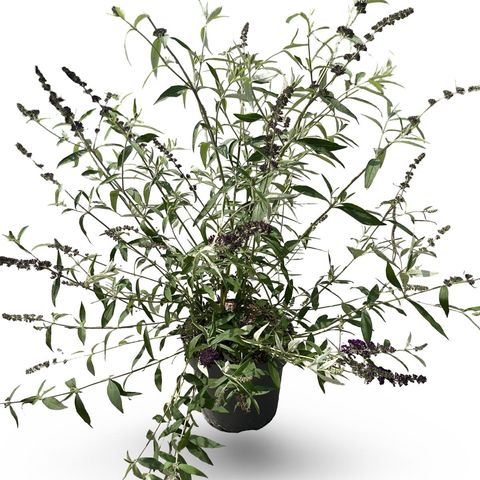 Buddleja davidii 'Black Knight'