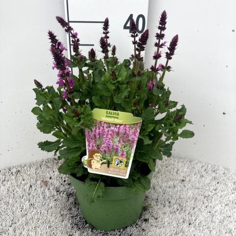 Salvia x sylvestris 'Rose Marvel'
