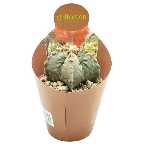 Astrophytum myriostigma 'Fukuryu'