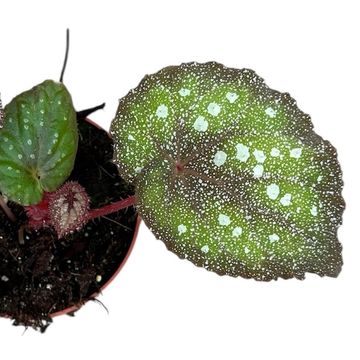 Begonia SPECKLED