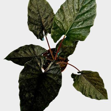 Alocasia 'Antoro Velvet'