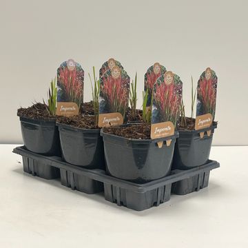 Imperata cylindrica 'Red Baron'