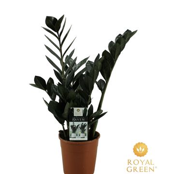 Zamioculcas zamiifolia RAVEN