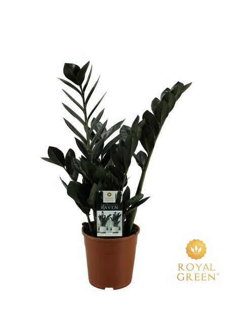 Zamioculcas zamiifolia RAVEN