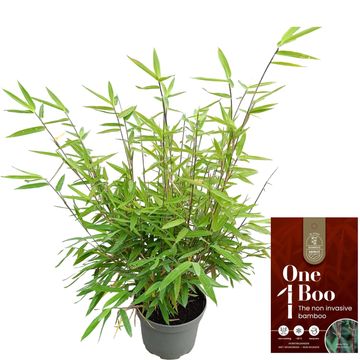 Fargesia 'Red Dragon'