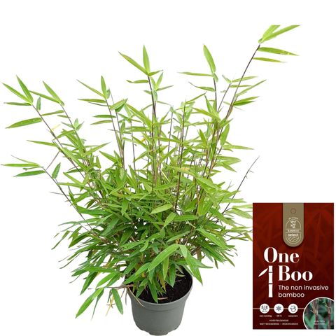 Fargesia 'Red Dragon'