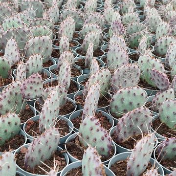 Opuntia macrocentra