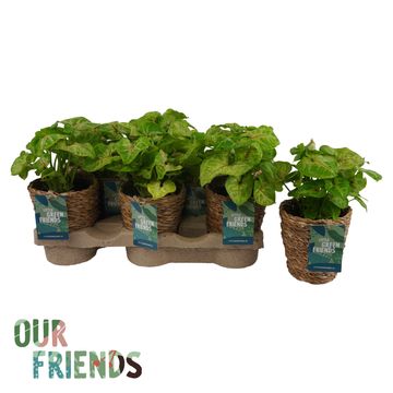 Syngonium GOLDEN FEEL GREEN