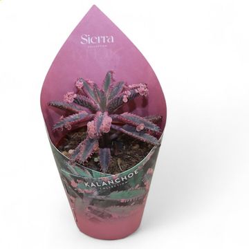 Kalanchoe daigremontiana 'Pink Butterflies'