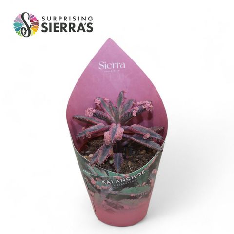 Kalanchoe daigremontiana 'Pink Butterflies'