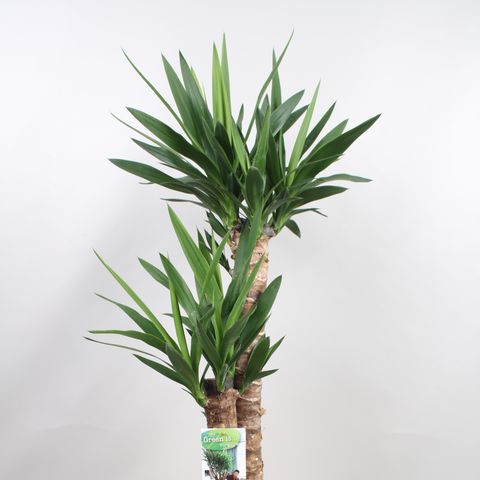 Yucca elephantipes — Plant Wholesale FlorAccess