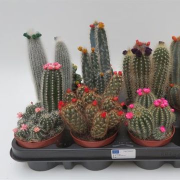 Cactus MIX