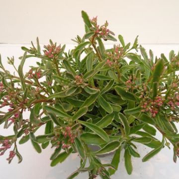 Sedum spurium 'Вариегатум'
