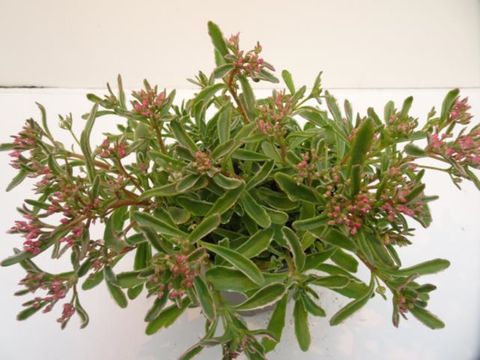 Sedum spurium 'Variegatum'
