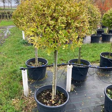 Ligustrum ovalifolium 'Aureum'