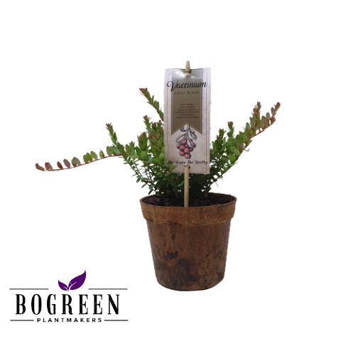 Vaccinium macrocarpon 'Early Black'