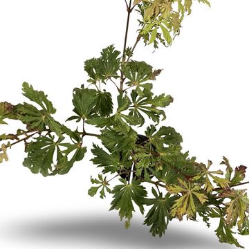 Acer japonicum 'Aconitifolium'