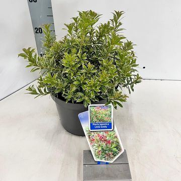 Pieris japonica 'Little Goldy'