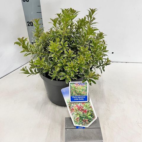 Pieris japonica 'Little Goldy'