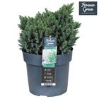 Juniperus squamata 'Blue Star'