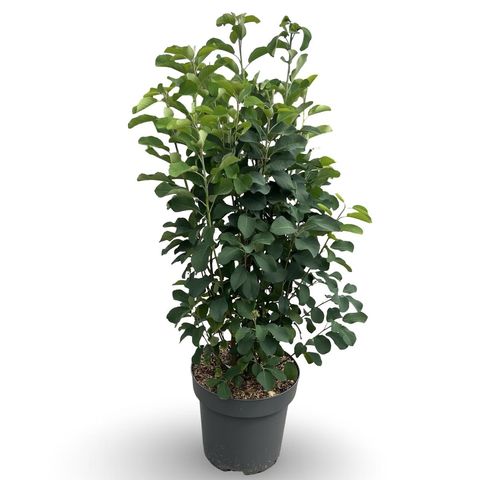 Amelanchier alnifolia 'Obelisk'