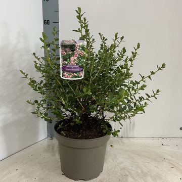 Escallonia 'Apple Blossom'