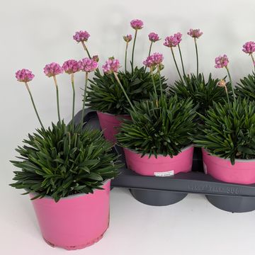 Armeria pseudarmeria DREAMERIA DAYDREAM