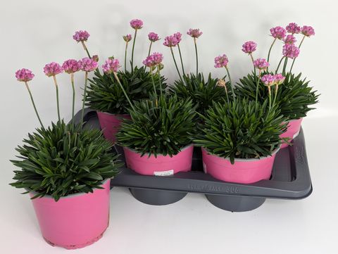 Armeria pseudarmeria DREAMERIA DAYDREAM