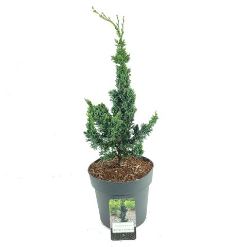 Chamaecyparis lawsoniana 'Wissel's Saguaro' — Grossiste en Plantes ...