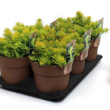 Sedum reflexum 'Angelina'