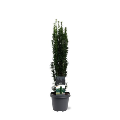 Taxus baccata 'Фастигиата Робуста'