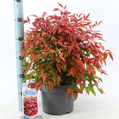 Nandina domestica BLUSH PINK