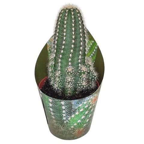 Trichocereus 'Multiproliferum'