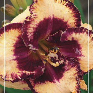 Hemerocallis 'Open my Eyes'