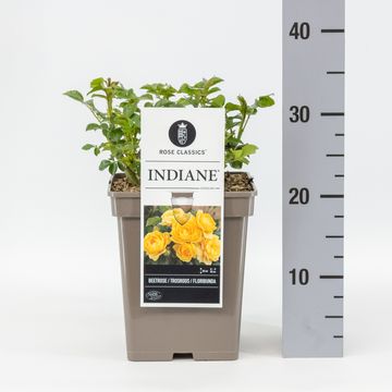 Rosa INDIANE