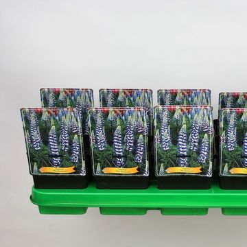 Lupinus 'The Governor'