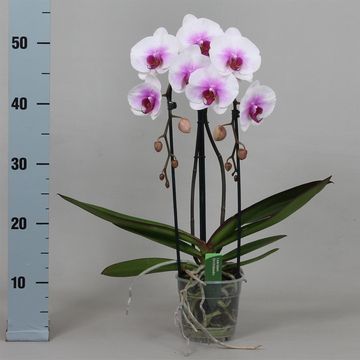 Phalaenopsis MOUNTION