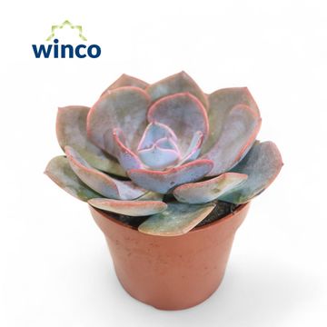 Echeveria 'Dusty Rose'