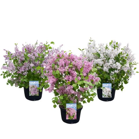 Syringa FLOWERFESTA MIX