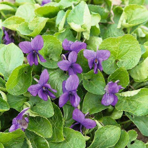 Viola odorata 'Königin Charlotte'