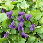 Viola odorata 'Königin Charlotte'