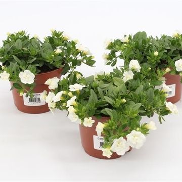 Calibrachoa MINIFAMOUS DOUBLE WHITE
