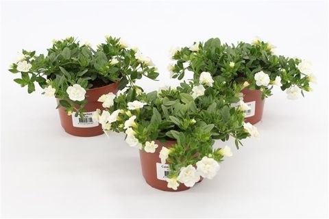 Calibrachoa MINIFAMOUS DOUBLE WHITE