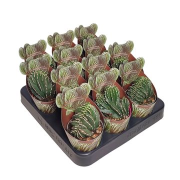 Marginatocereus marginatus cristata