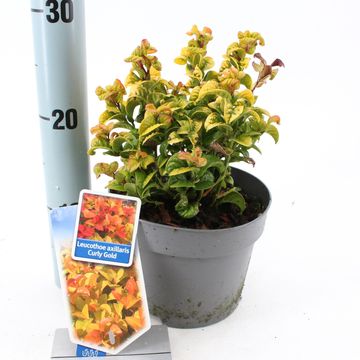 Leucothoe axillaris CURLY GOLD