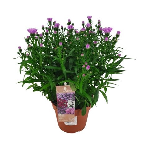 Aster SHOWMAKERS BABY PINK