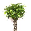 Ficus benjamina 'Exotica'